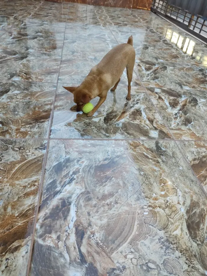 Cachorro raça Pinscher idade 3 anos nome Toquinho
