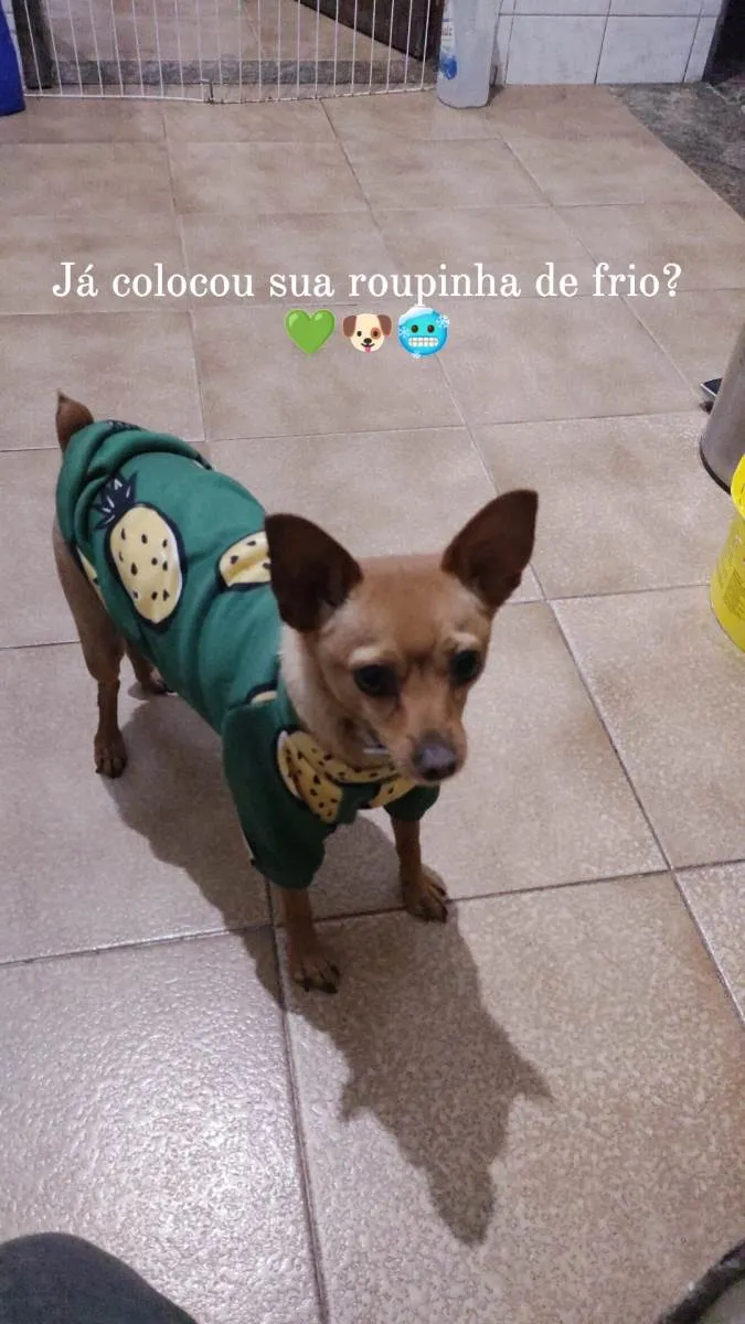 Cachorro raça Pinscher idade 3 anos nome Toquinho