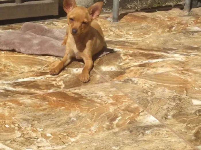 Cachorro raça Pinscher idade 3 anos nome Toquinho