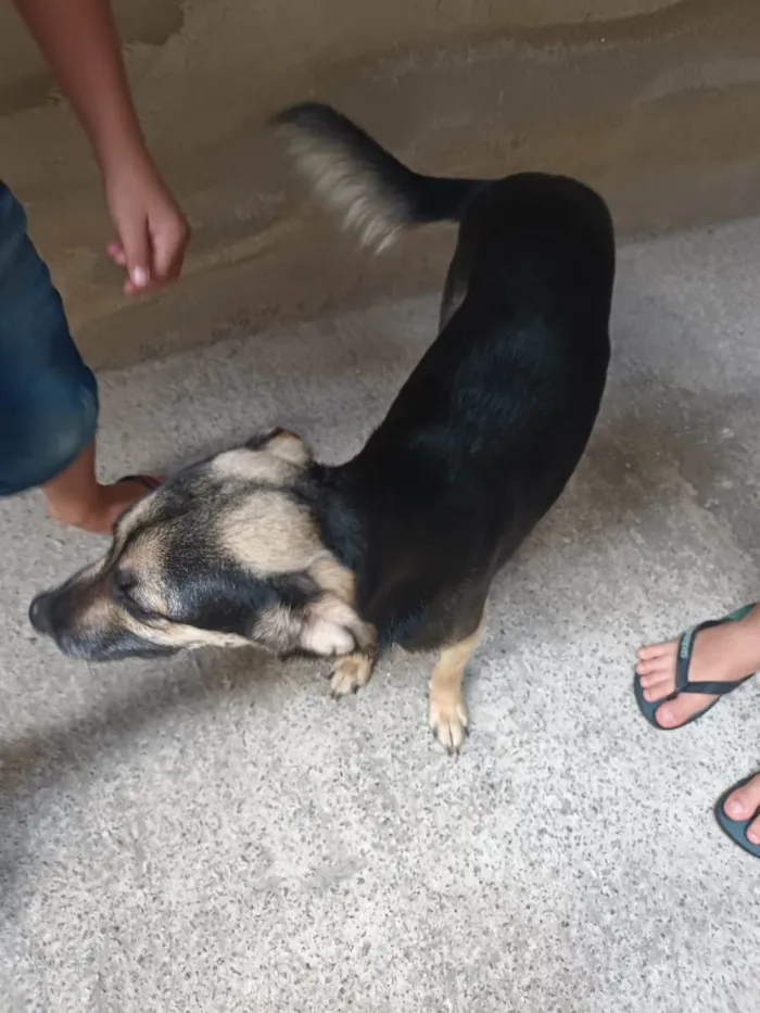 Cachorro ra a Labrador idade 1 ano nome Neguinha