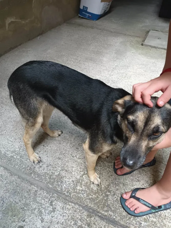 Cachorro ra a Labrador idade 1 ano nome Neguinha