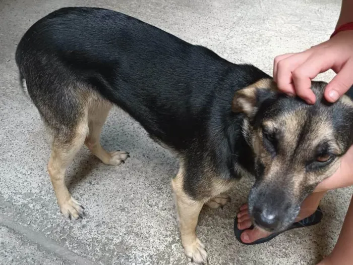 Cachorro ra a Labrador idade 1 ano nome Neguinha