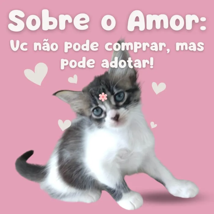 Gato raça SRD-ViraLata idade Abaixo de 2 meses nome Sem nome definido