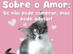 Gato raça SRD-ViraLata idade Abaixo de 2 meses nome Sem nome definido