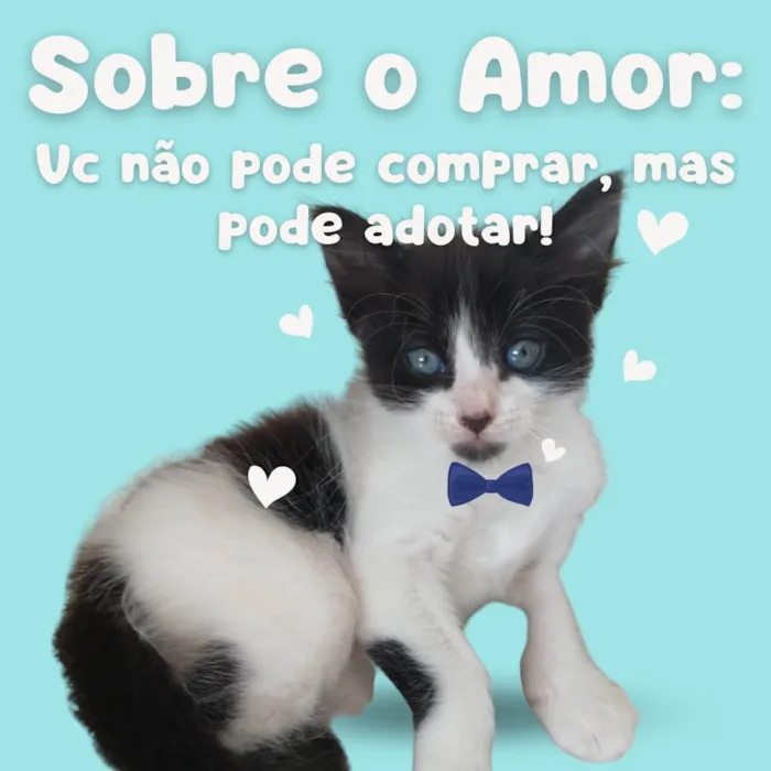 Gato raça SRD-ViraLata idade Abaixo de 2 meses nome Não definido