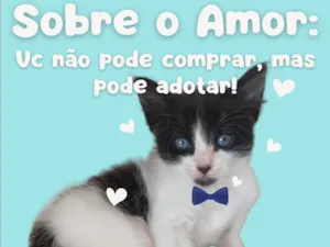 Gato raça SRD-ViraLata idade Abaixo de 2 meses nome Não definido