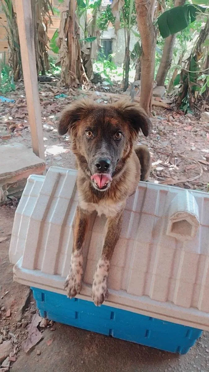 Cachorro ra a SRD-ViraLata idade 7 a 11 meses nome Faísca