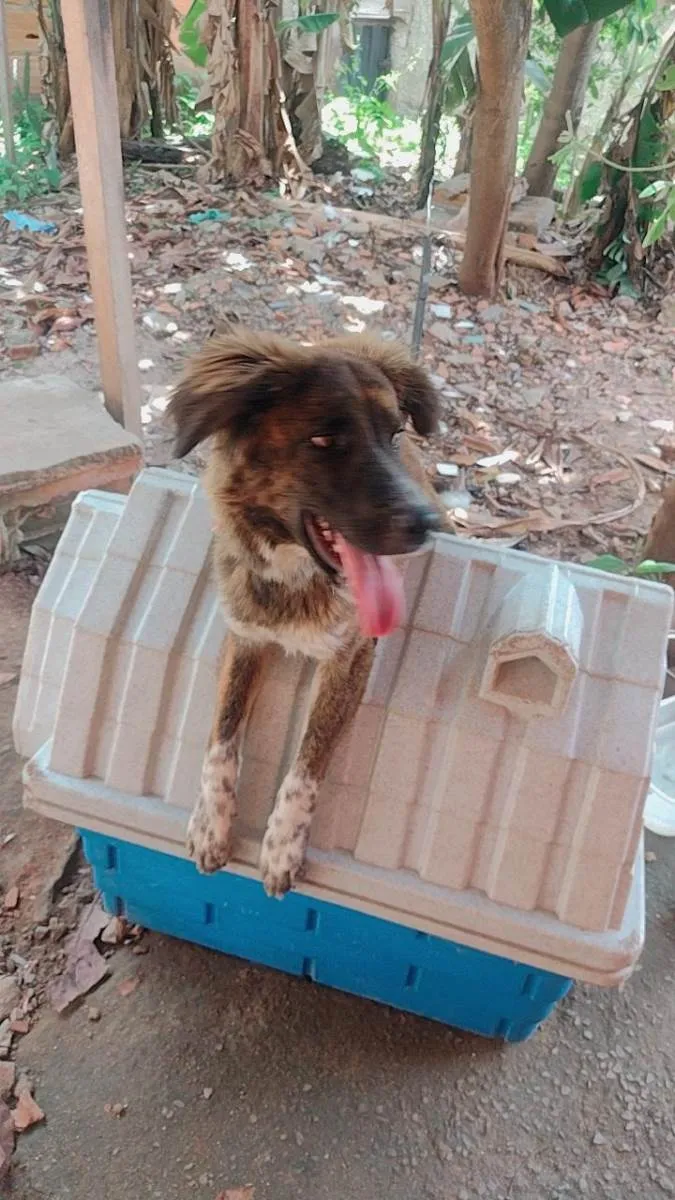 Cachorro ra a SRD-ViraLata idade 7 a 11 meses nome Faísca