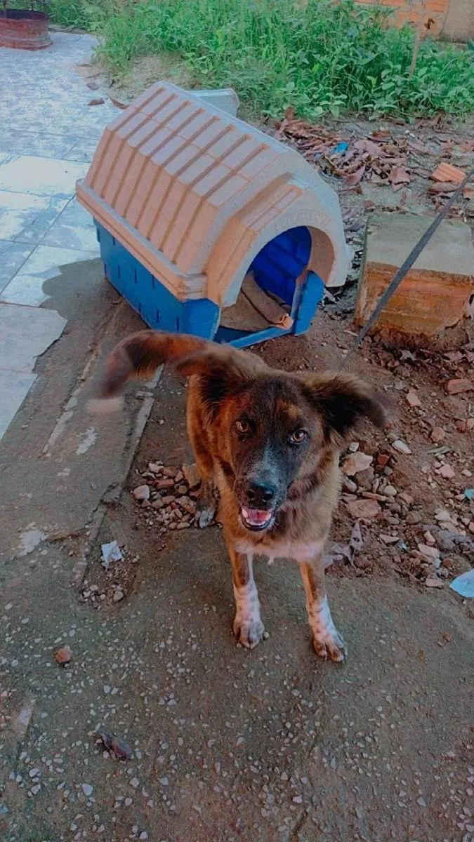 Cachorro ra a SRD-ViraLata idade 7 a 11 meses nome Faísca