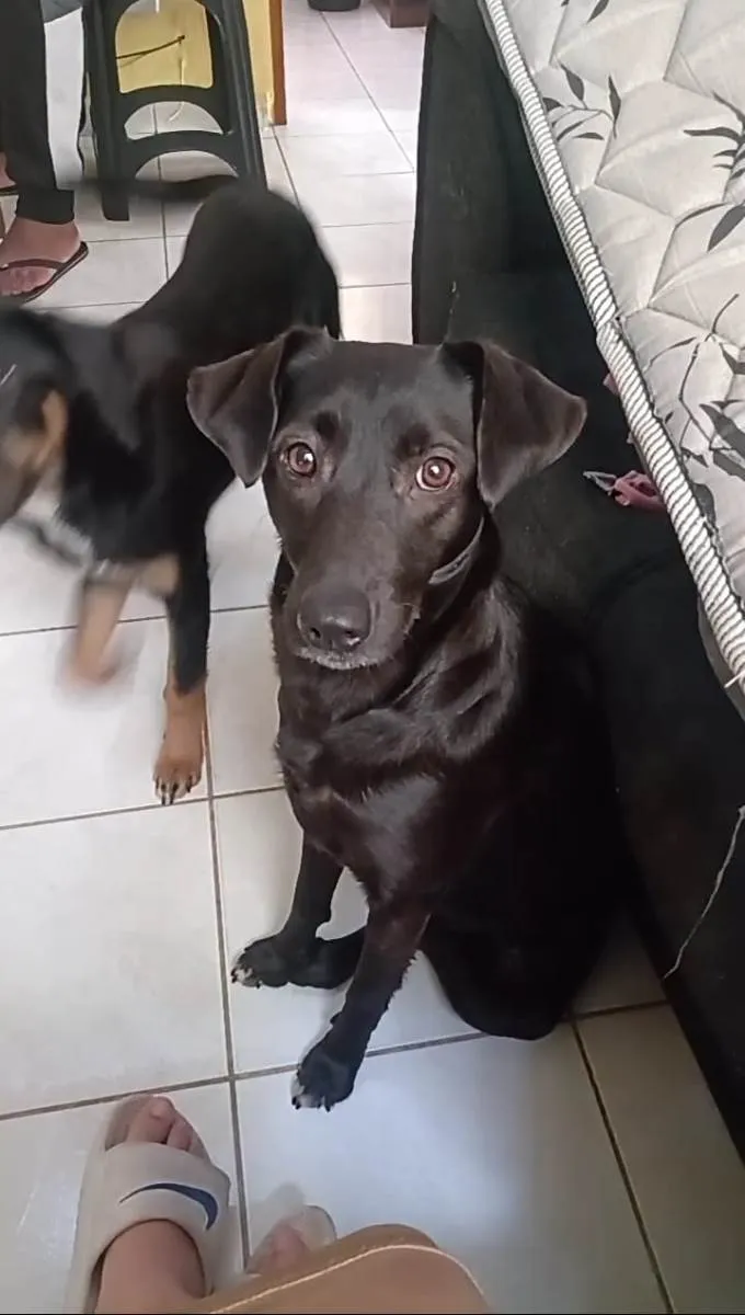 Cachorro ra a Vira idade 1 ano nome Atena/Linlin