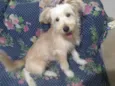 Toby