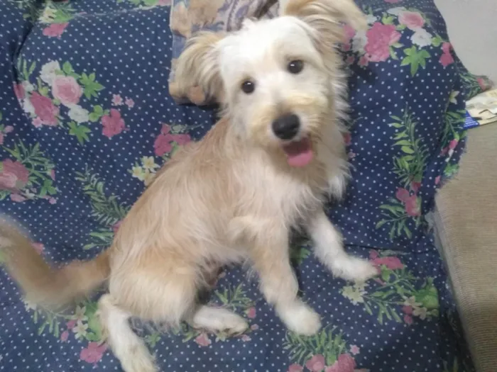 Cachorro raça SRD Misto com Poodle idade 7 a 11 meses nome Toby