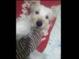 Toby