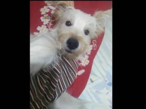 Cachorro raça SRD Misto com Poodle idade 7 a 11 meses nome Toby