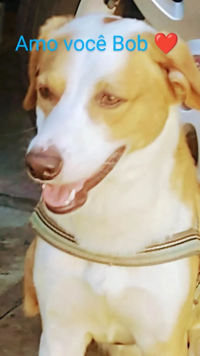 Cachorro ra a SRD-ViraLata idade 3 anos nome Pandora 1 ano, Mel  1 ano e Bob 3 anos