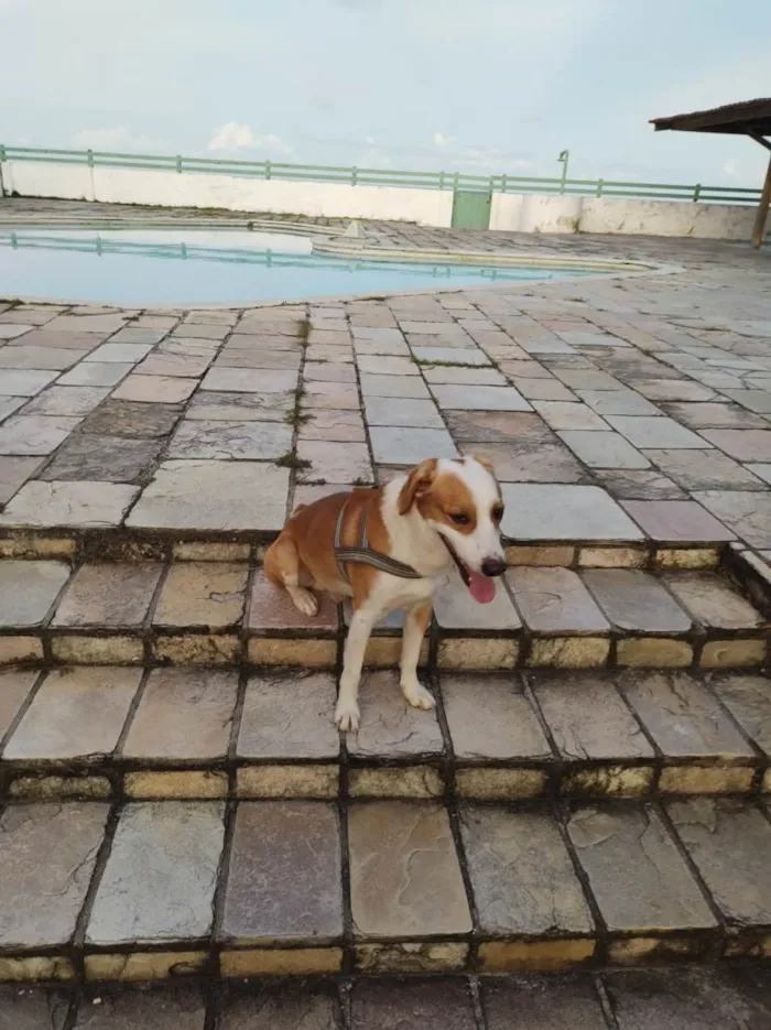 Cachorro ra a SRD-ViraLata idade 3 anos nome Pandora 1 ano, Mel  1 ano e Bob 3 anos