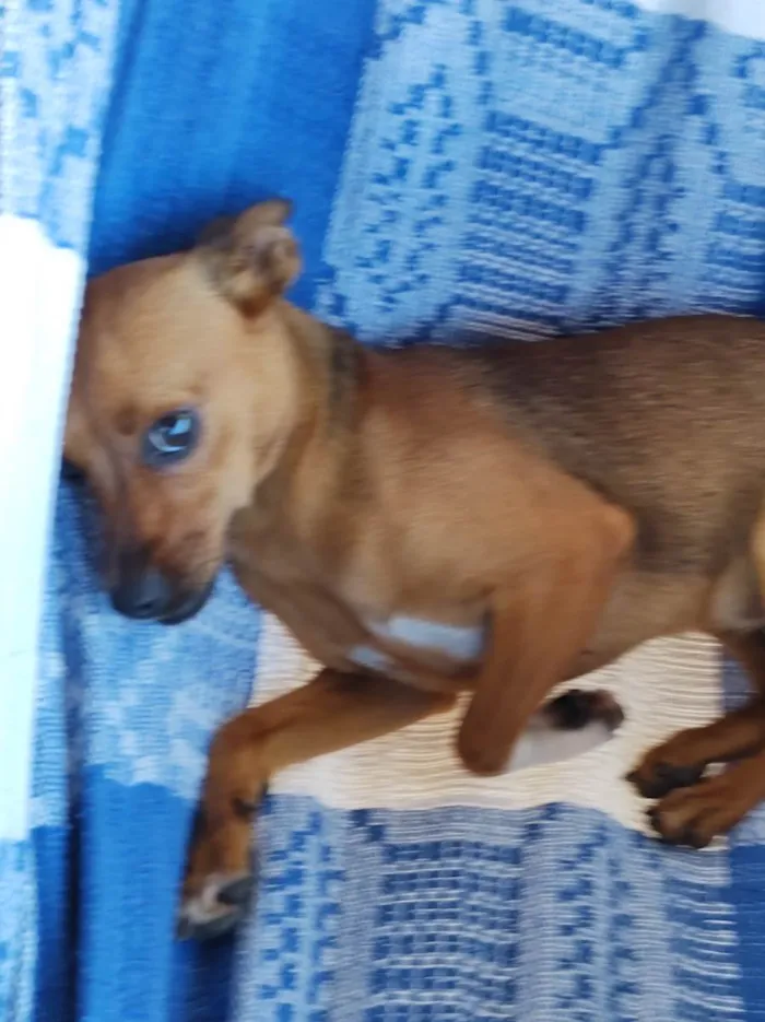 Cachorro ra a SRD-ViraLata idade 3 anos nome Pandora 1 ano, Mel  1 ano e Bob 3 anos