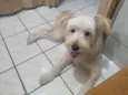Toby ou o nome que vc preferir!
