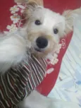 Toby ou o nome que vc preferir!