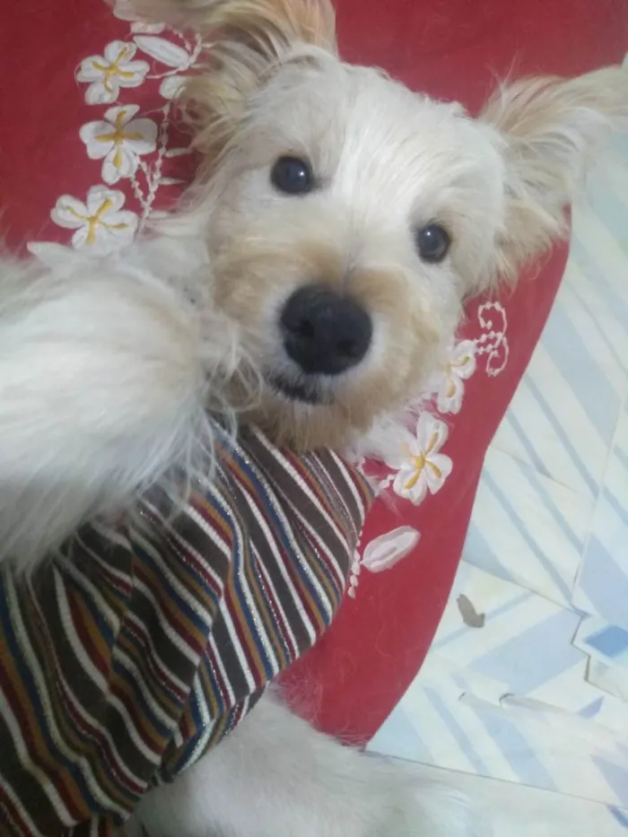 Cachorro raça SRD Misto com Poodle idade 7 a 11 meses nome Toby ou o nome que vc preferir!