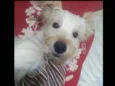 Toby ou o nome que vc preferir!