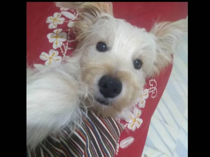 Cachorro raça SRD Misto com Poodle idade 7 a 11 meses nome Toby ou o nome que vc preferir!