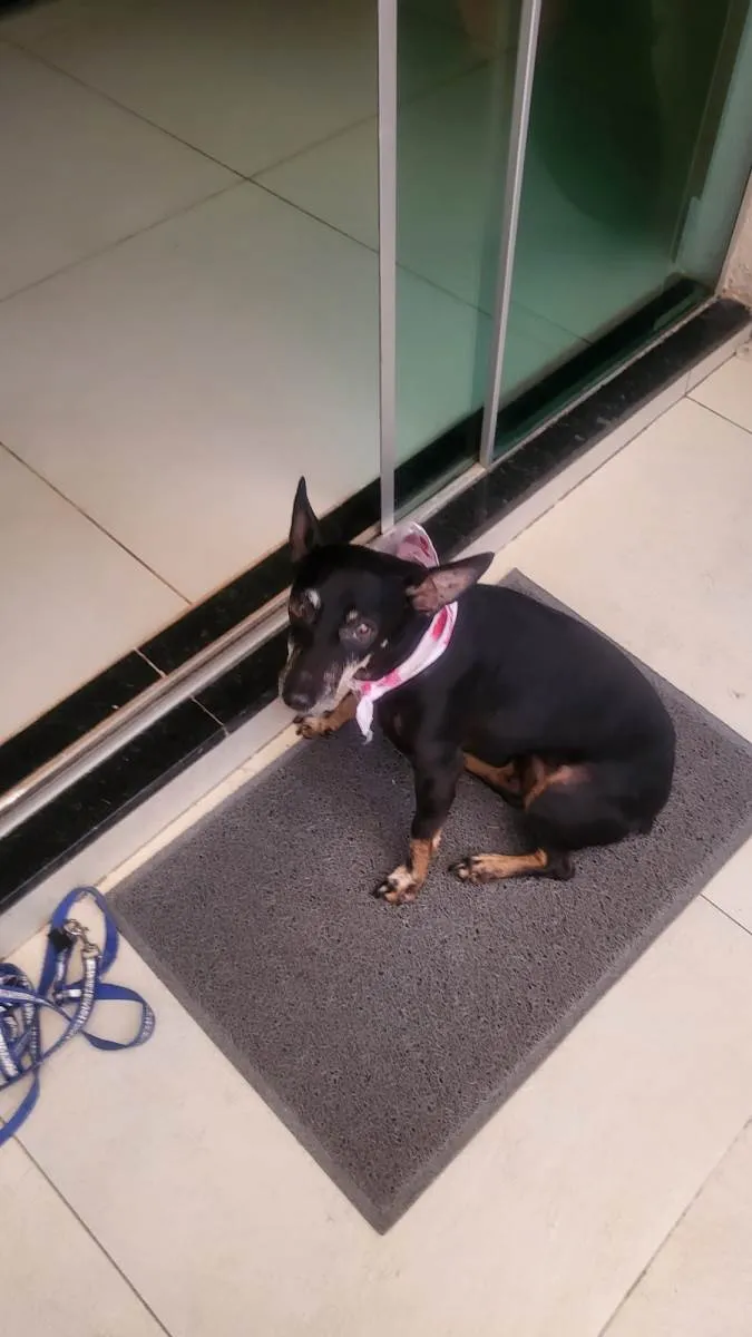 Cachorro ra a Pinscher idade 5 anos nome Maia