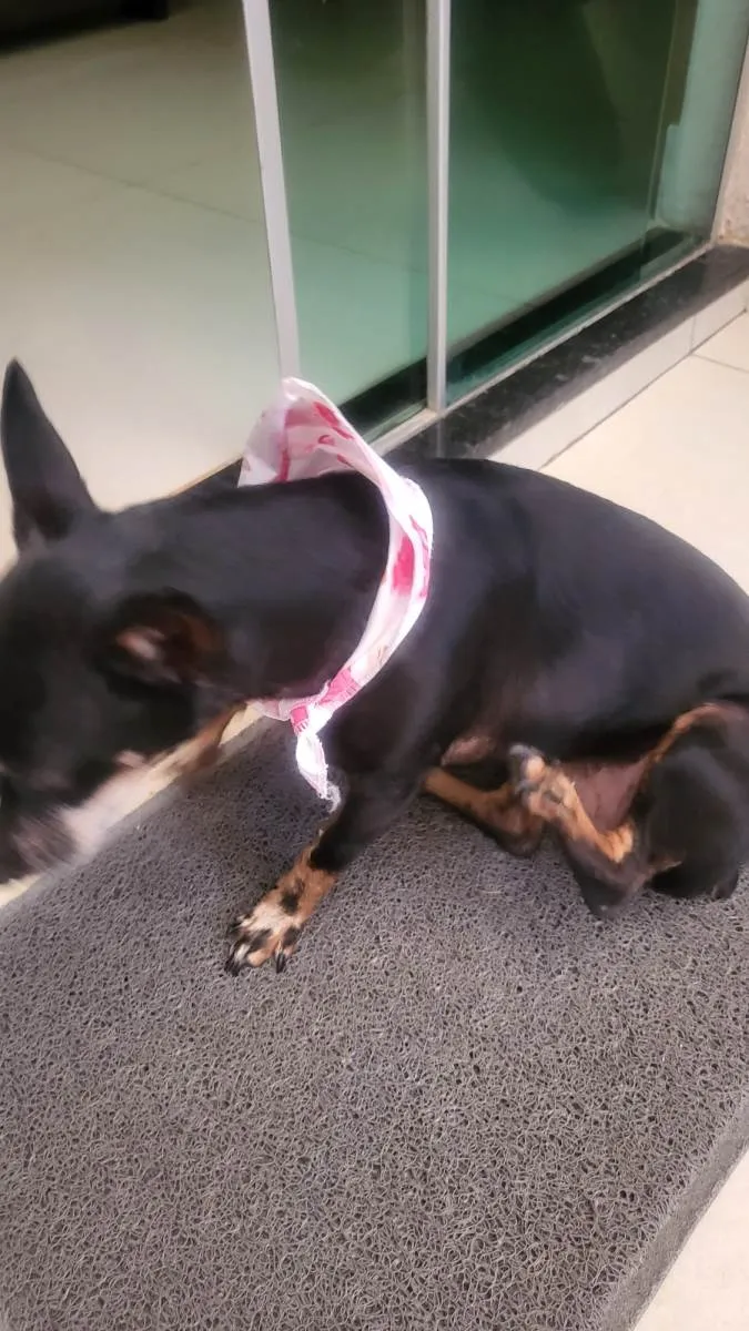 Cachorro ra a Pinscher idade 5 anos nome Maia