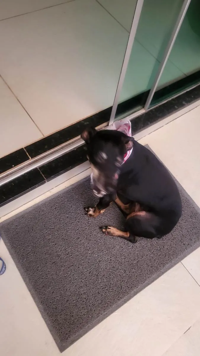 Cachorro ra a Pinscher idade 5 anos nome Maia