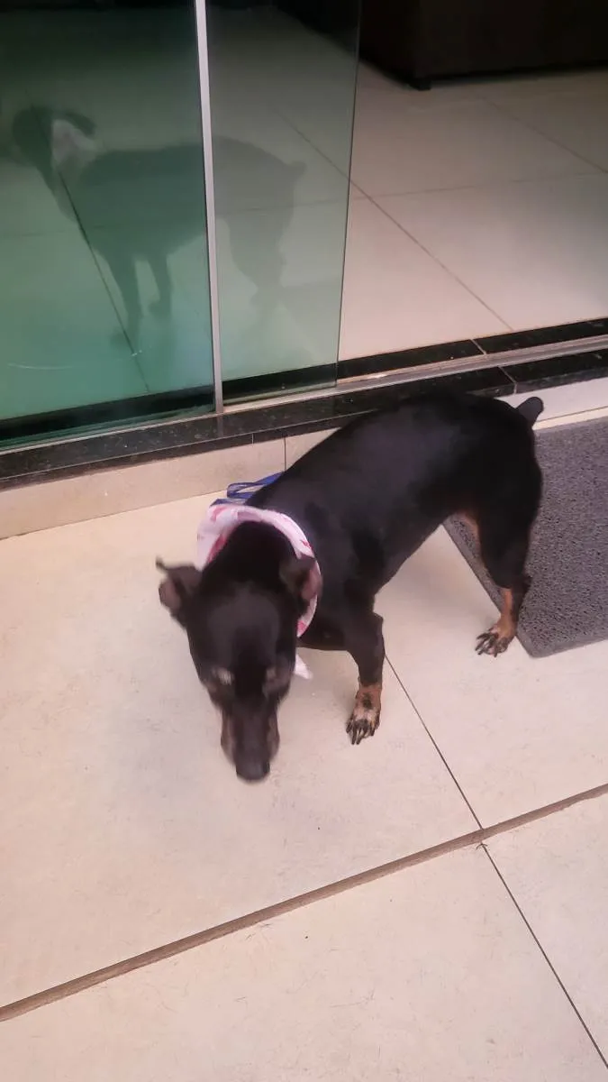 Cachorro ra a Pinscher idade 5 anos nome Maia