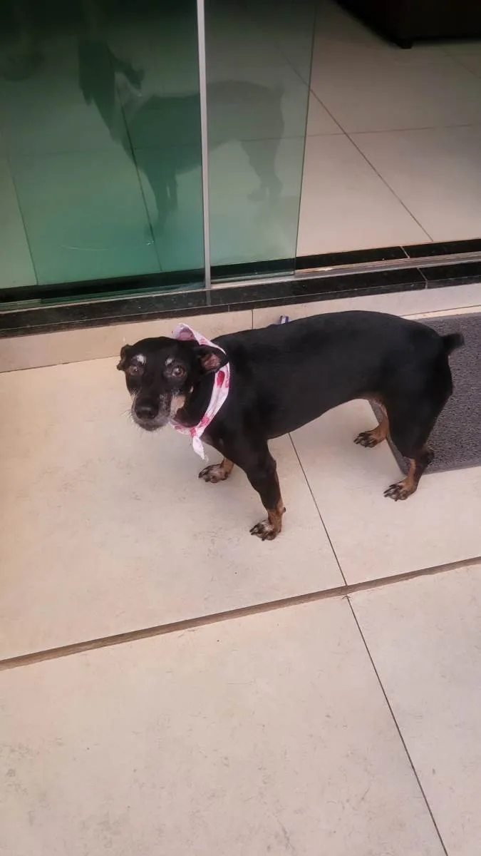 Cachorro ra a Pinscher idade 5 anos nome Maia