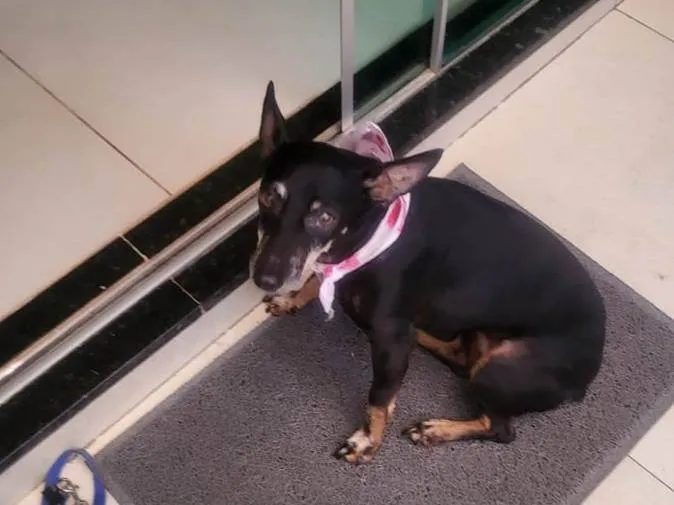 Cachorro ra a Pinscher idade 5 anos nome Maia