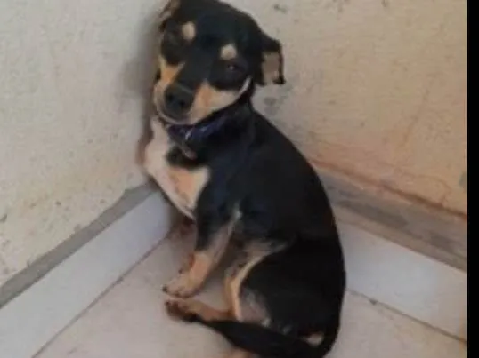 Cachorro ra a SRD-ViraLata idade 1 ano nome Bob