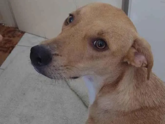 Cachorro ra a - idade 7 a 11 meses nome Mel