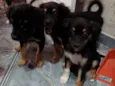 Cachorrinhos para adoção 
