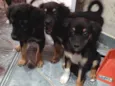 Cachorrinhos para adoção 