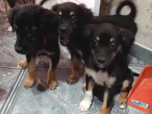 Cachorro raça SRD idade Abaixo de 2 meses nome Cachorrinhos para adoção 