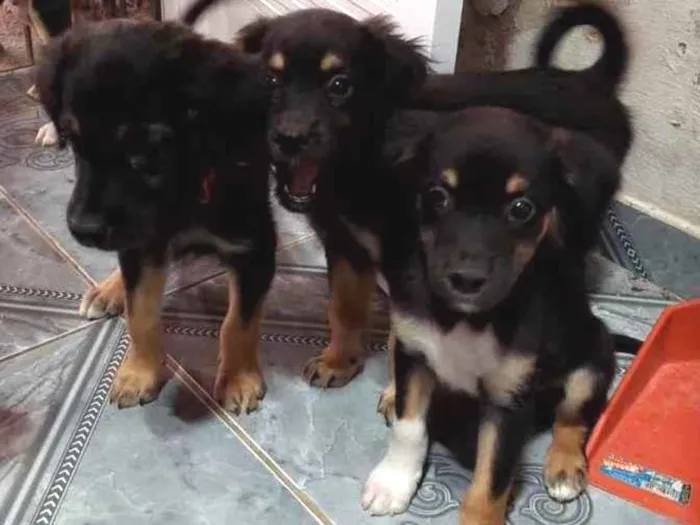 Cachorro ra a SRD idade Abaixo de 2 meses nome Cachorrinhos para adoção 