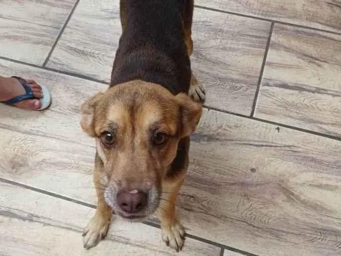 Cachorro ra a Labrador idade 7 a 11 meses nome Pipoca