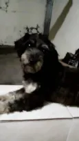 Laila