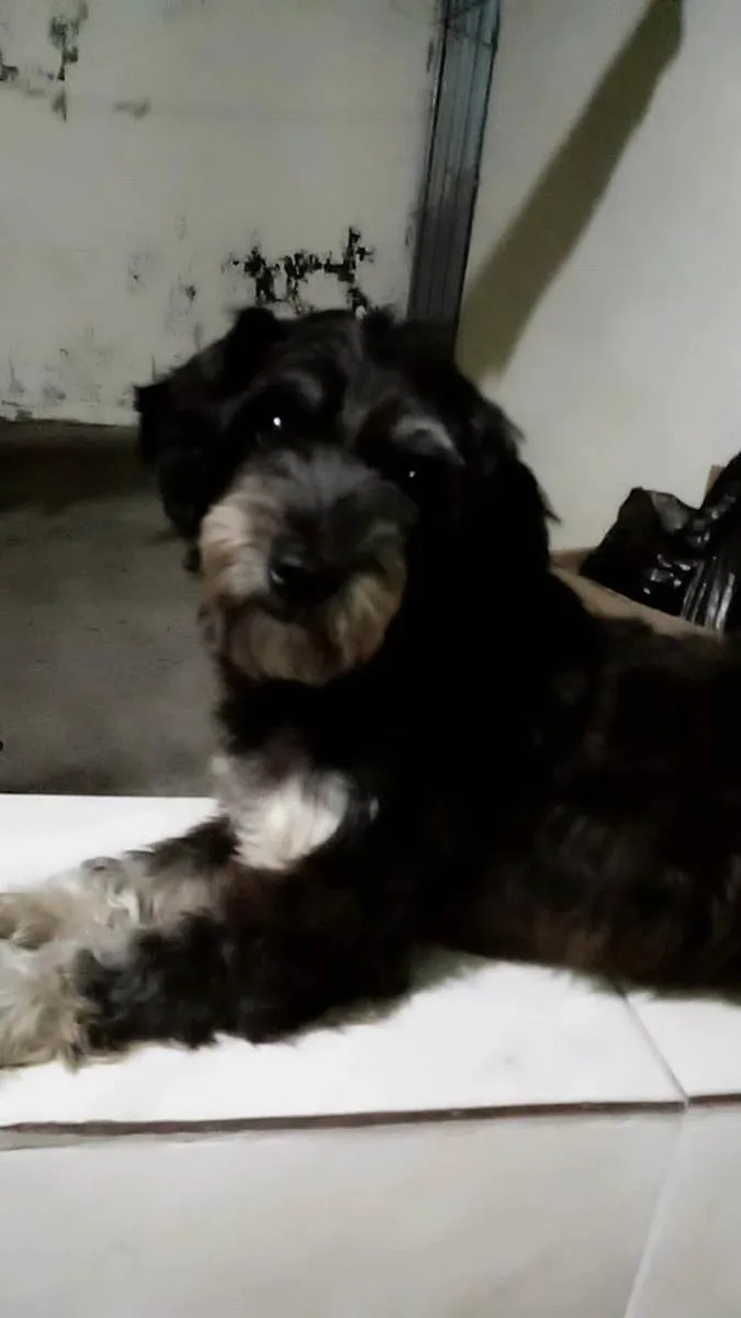 Cachorro ra a Lhasa Apso idade 4 anos nome Laila