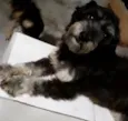 Laila