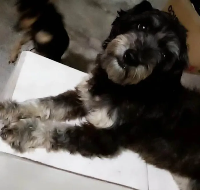 Cachorro ra a Lhasa Apso idade 4 anos nome Laila
