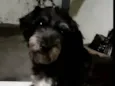 Laila