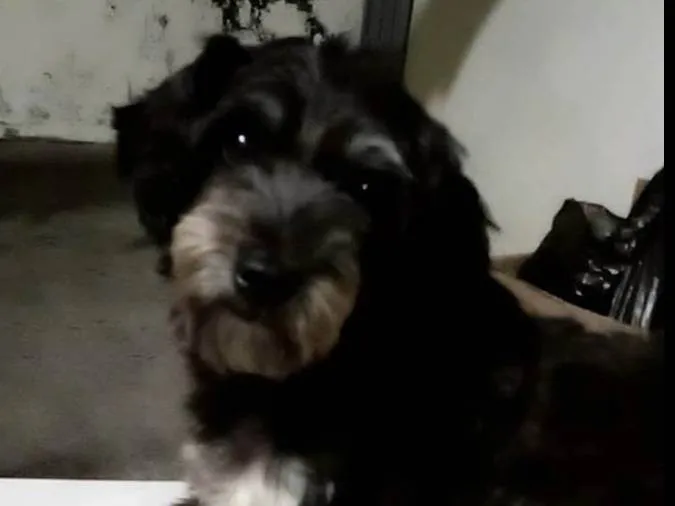 Cachorro ra a Lhasa Apso idade 4 anos nome Laila