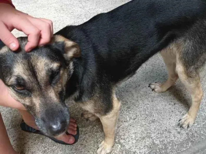 Cachorro ra a Labrador idade 1 ano nome Neguinha