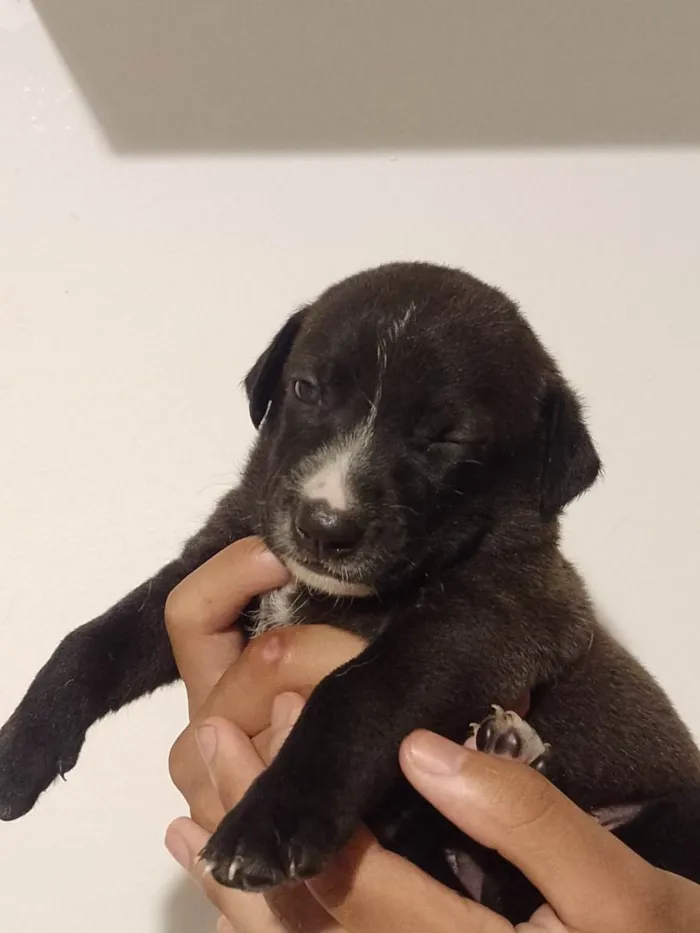 Cachorro ra a SRD-ViraLata idade Abaixo de 2 meses nome Floquinho de Neve