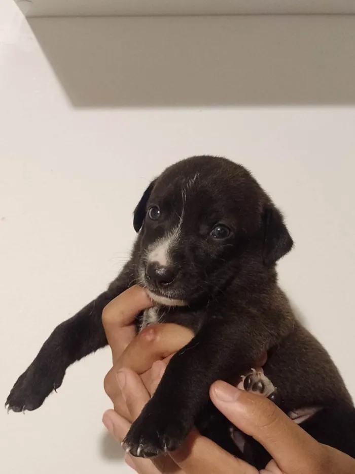 Cachorro ra a SRD-ViraLata idade Abaixo de 2 meses nome Floquinho de Neve