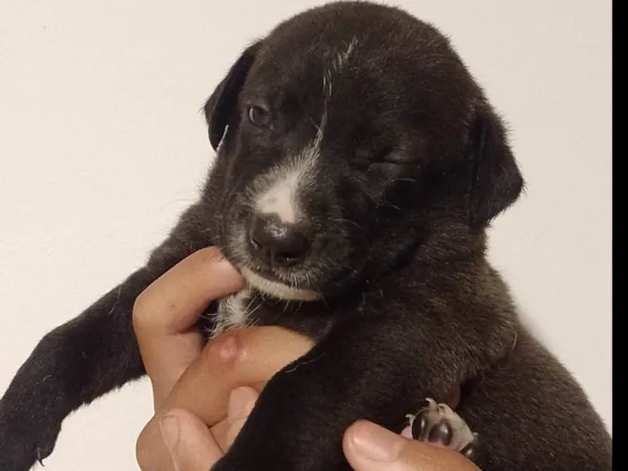 Cachorro ra a SRD-ViraLata idade Abaixo de 2 meses nome Floquinho de Neve