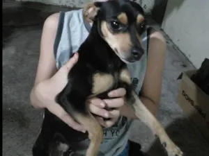 Cachorro raça Pinscher idade 3 anos nome Pipoca